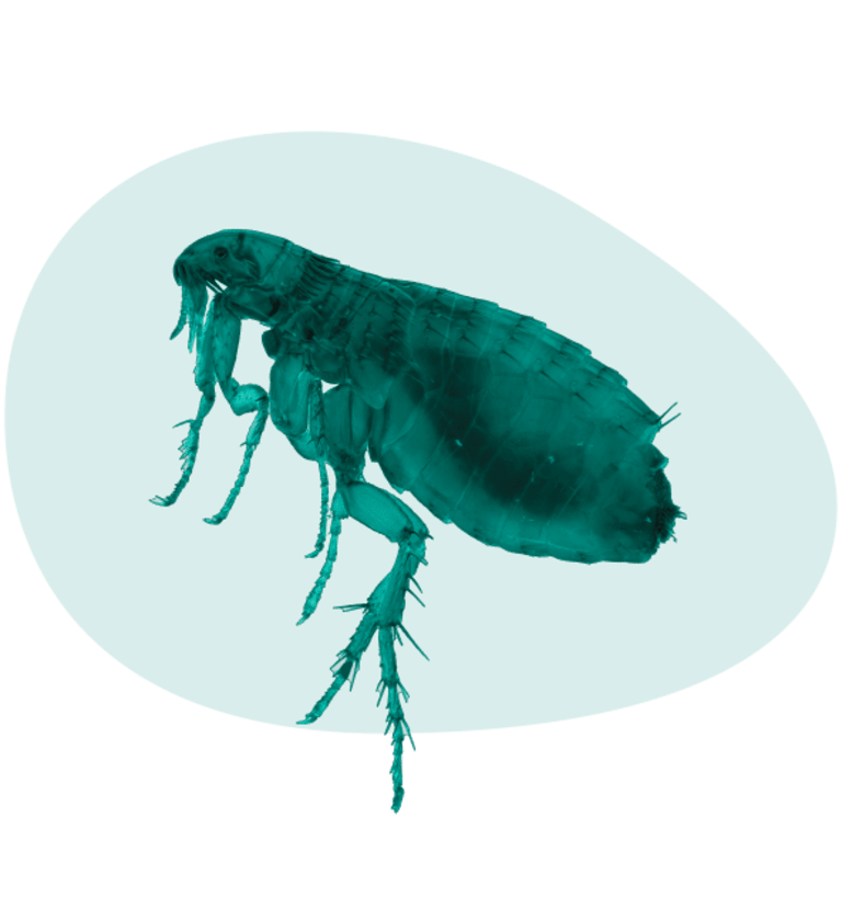 Seresto flea collar pet supermarket sales